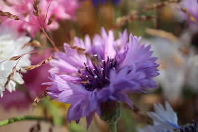 Tilt shift lens the purple flowers
